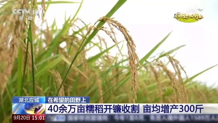 央視聚焦！徐工這臺“收稻神器”刷屏湖北田野